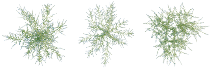 Perovskia atriplicifolia tree plan, top view, cutout, isolate, good for architecture visualization, Green leafy branches on transparent background for design