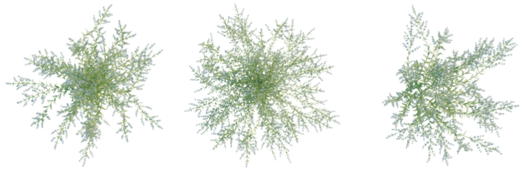 Perovskia atriplicifolia tree plan, top view, cutout, isolate, good for architecture visualization, Green plants with transparent background for design and decoration