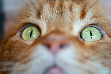 Bright Green Eyes of a Maine Coon Cat