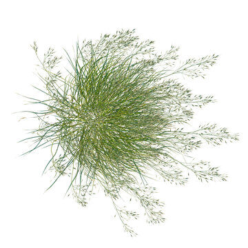 Stipa gigantea tree plan, top view, cutout, isolate, good for architecture visualization, Lush green grass tuft with delicate blades and soft foliage