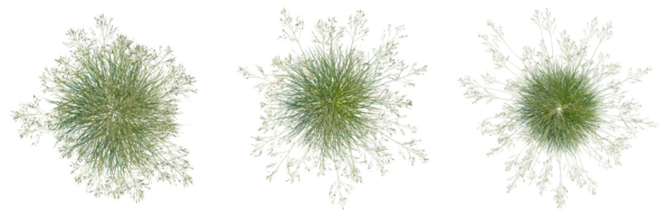 Stipa gigantea tree plan, top view, cutout, isolate, good for architecture visualization, Three green grass clumps on transparent background