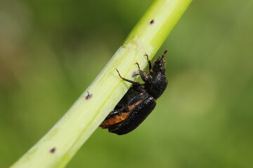 Sinodendron cylindricum 