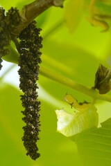 kwiat drzewa © Hubert