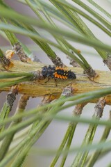 larwa biedronki © Hubert