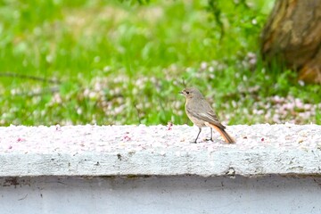 mały ptak © Hubert