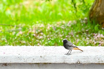 mały ptak © Hubert