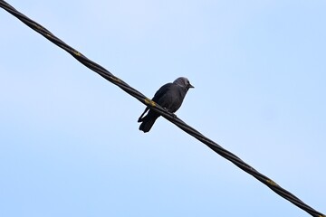 ptak odpoczywa © Hubert