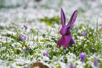 zając wielkanocny © Hubert