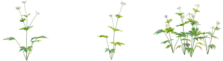 Fototapeta premium Anemone canadensis tree, front view, cutout, transparent background, isolate, architecture visualization, Anemone sylvestris, woodland anemone, delicate spring flower, botanical illustration
