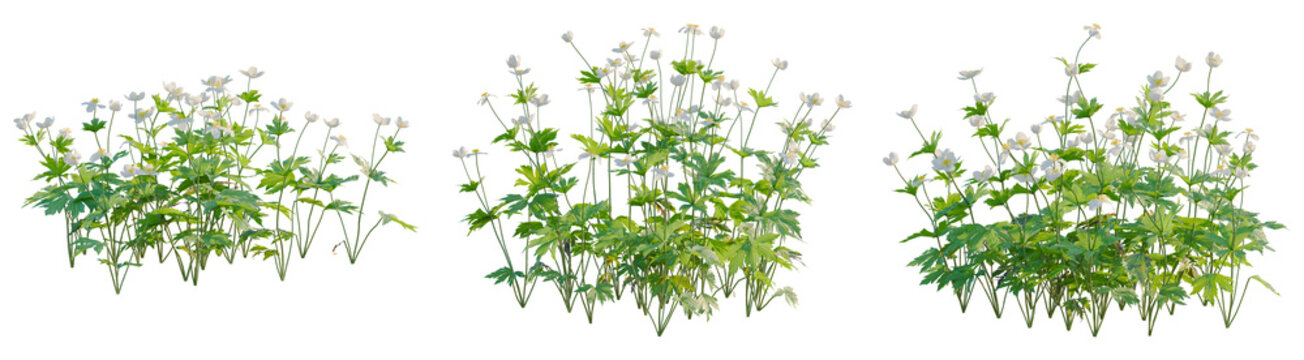Anemone canadensis tree, front view, cutout, transparent background, isolate, architecture visualization, Blooming anemone flowers with lush green foliage, a beautiful botanical display