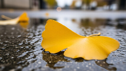 Vibrant yellow ginkgo leaf fallen on wet pavement after rain, symbolizing autumn beauty and nature's tranquility.