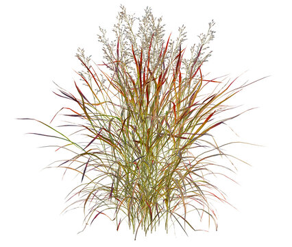 Panicum virgatum tree, front view, cutout, transparent background, isolate, architecture visualization, Vibrant Meadow Grasses - A Natural Collection for Design and Backgrounds