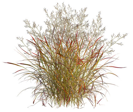 Panicum virgatum tree, front view, cutout, transparent background, isolate, architecture visualization, Golden Grasses and Red Seedheads - Natural Prairie Vegetation for Backgrounds