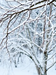 Powdery snow falling gently on bare tree branches, creating a serene winter scene,  outdoors,  weather