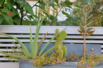 Cactus in a pot on a white wooden bench in the garden