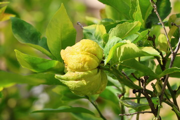 Lemon tree with ripe fruits and leaves in garden. Close up