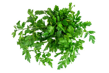 Obraz premium the fresh green parsley leaves