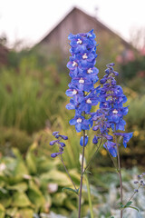 Blue Delphinium Larkspur near Cottage