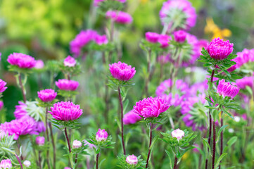 Magenta Aster Flower Cluster in Garden