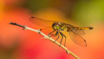 Dragonfly perched on a twig outdoors.