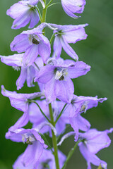 Soft Violet Delphinium Larkspur Raceme
