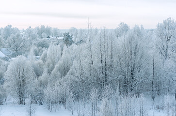 frosty winter forest and village under pale sky