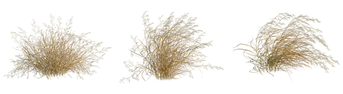 Panicum virgatum tree, front view, cutout, transparent background, isolate, architecture visualization, Dried grass tufts collection for fall and winter backgrounds, natural texture