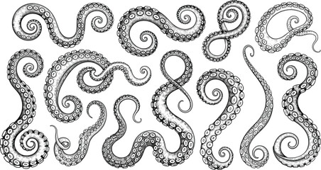 Hand-drawn octopus tentacles set, detailed marine illustration, curled cephalopod arms, underwater creature artwork, vintage engraving style elements © Faruk Here