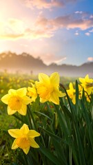 Fototapeta premium A close-up showcases vibrant yellow blooms in a field, bathed in the soft glow of a sunrise with a blurred forest backdrop
