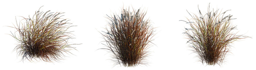 Fototapeta premium Pennisetum setaceum rubrum tree, front view, cutout, transparent background, isolate, architecture visualization, Three bundles of dried grasses, decorative elements for autumn arrangements