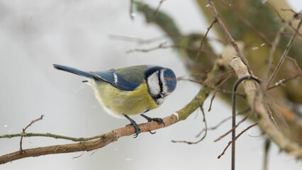 Blue Titi perching on a branch