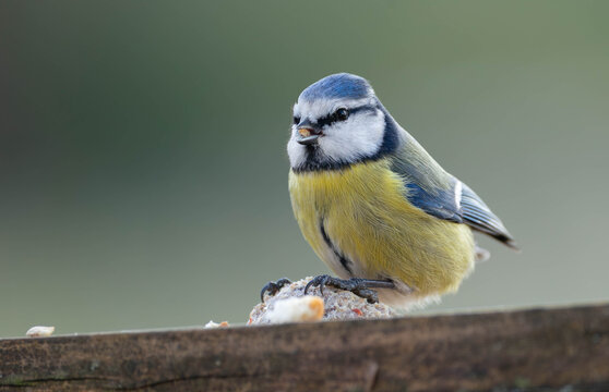 Blue Tit - Powered by Adobe