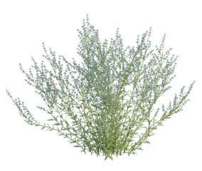 Perovskia atriplicifolia tree, front view, cutout, transparent background, isolate, architecture...