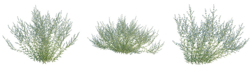 Perovskia atriplicifolia tree, front view, cutout, transparent background, isolate, architecture...