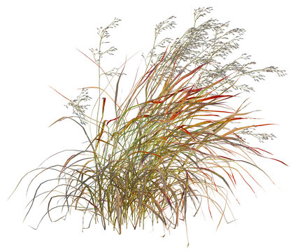 Panicum virgatum tree, front view, cutout, transparent background, isolate, architecture visualization, Wild Grasses and Reeds Bundle with Natural Autumn Tones, Perfect for Backgrounds