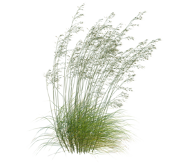 Stipa gigantea tree, front view, cutout, transparent background, isolate, architecture visualization, Grasses blowing in the wind, natural meadow vegetation, detailed botanical illustration