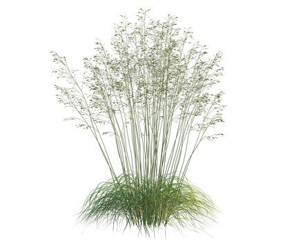 Stipa gigantea tree, front view, cutout, transparent background, isolate, architecture visualization, Tall Grass Clumps on a Clear Background - Natural Greenery for Design