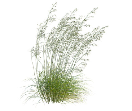 Stipa gigantea tree, front view, cutout, transparent background, isolate, architecture visualization, Grasses blowing in the wind, natural meadow vegetation, detailed botanical illustration
