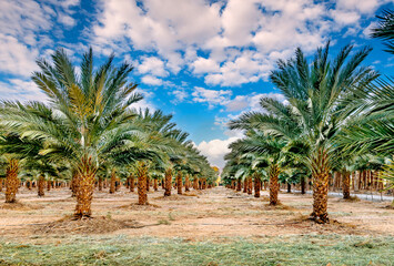 Plantation of date palms. Healthy food and sustainable industrial agriculture production. Date palm...