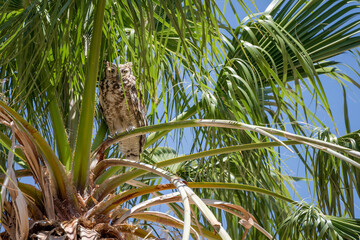 Spotted eagle-owl hiding among palm tree fronds, Bitterwasser, Namibia