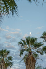 moon and palm tree fronds at sunset, Bitterwasser, Namibia
