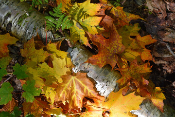 Autumn foliage in the forest, Sainte-Apolline, Qu&eacute;bec, Canada