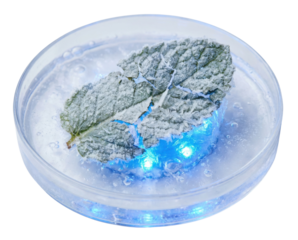 A preserved leaf is encased in a clear medium with glowing blue lights, creating a striking visual effect.