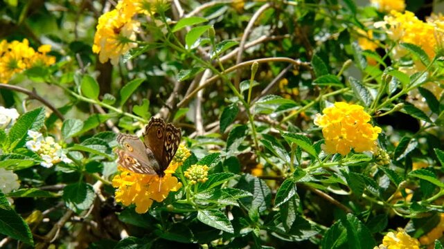 Macro Slow Motion of Vibrant Butterfly Landing on Flowers Nature Beauty Background with Copy Space