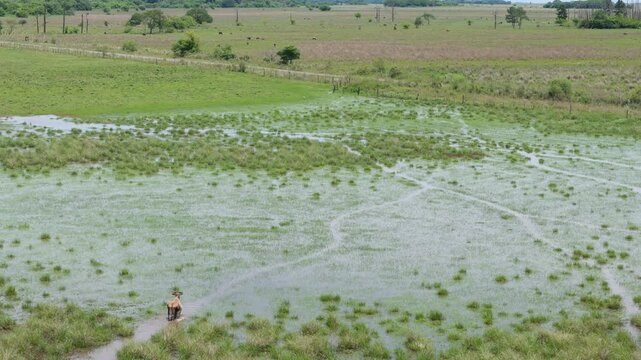Humedal con un buey caminando en el agua Corrientes Argentina.
