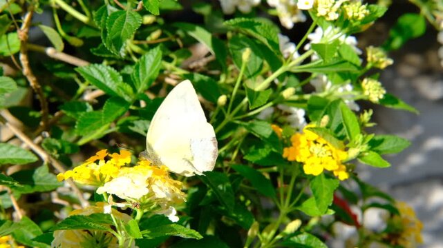 Macro Slow Motion of Vibrant Butterfly Landing on Flowers Nature Beauty Background with Copy Space