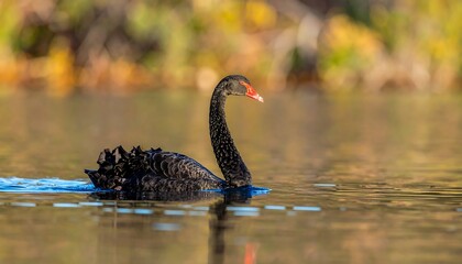Black swan swimming in serene lake.