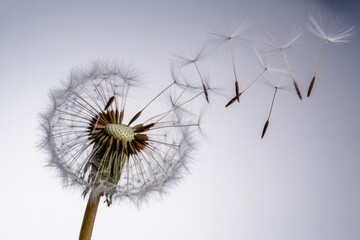 Dandelion Clock Seed Dispersal