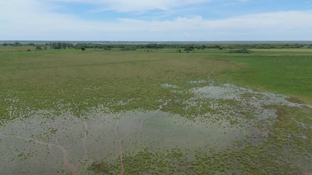 Humedal con un buey caminando en el agua Corrientes Argentina