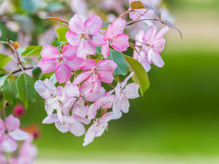 Fresh pink flowers of a blossoming apple tree with blured background